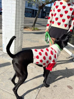 Meet The Parents Sweater - Strawberries -Fashion Shop IMG 2807 little beast lisa says gah strawberry
